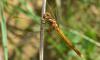 Orthetrum coerulescens